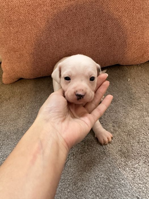 Ninhada de chiuhuahua com dalmata para dar