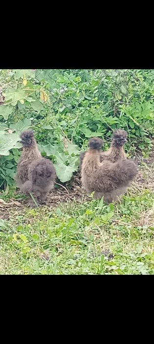 Jaja lęgowe mix ras