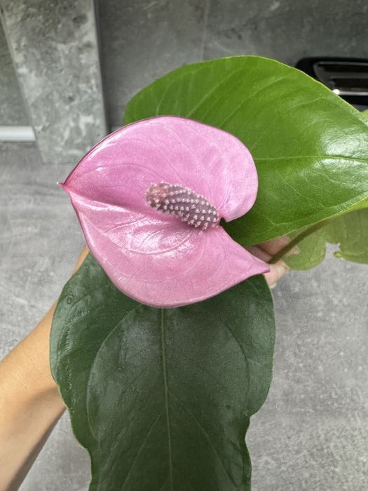 Антуріум колорадо, лівіум, каваллі, блек паріж, хот ліпс