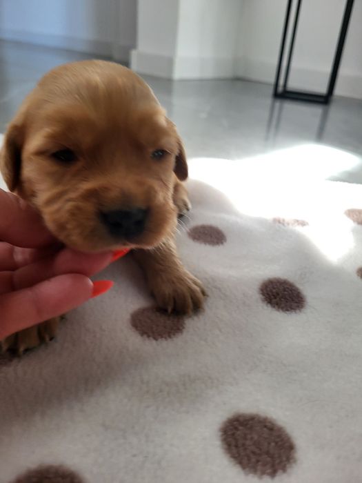 Piesek golden retriever ciemno złote maluszki po 20 listopada odbiór.