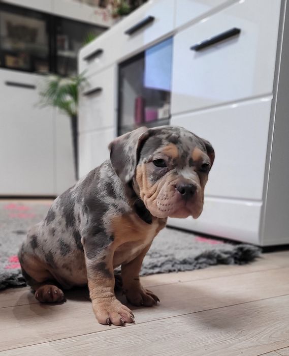 American bully suczka blu merle pocket