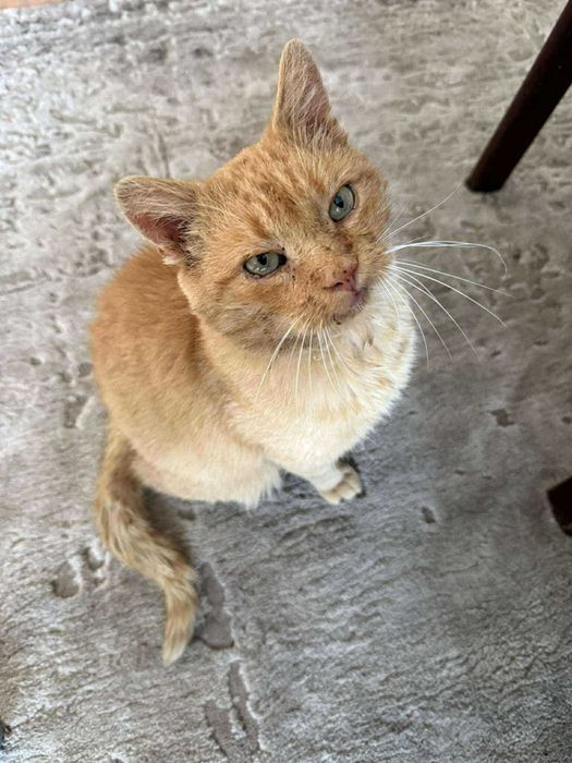 Rudolf odwdzięczy się za miłość