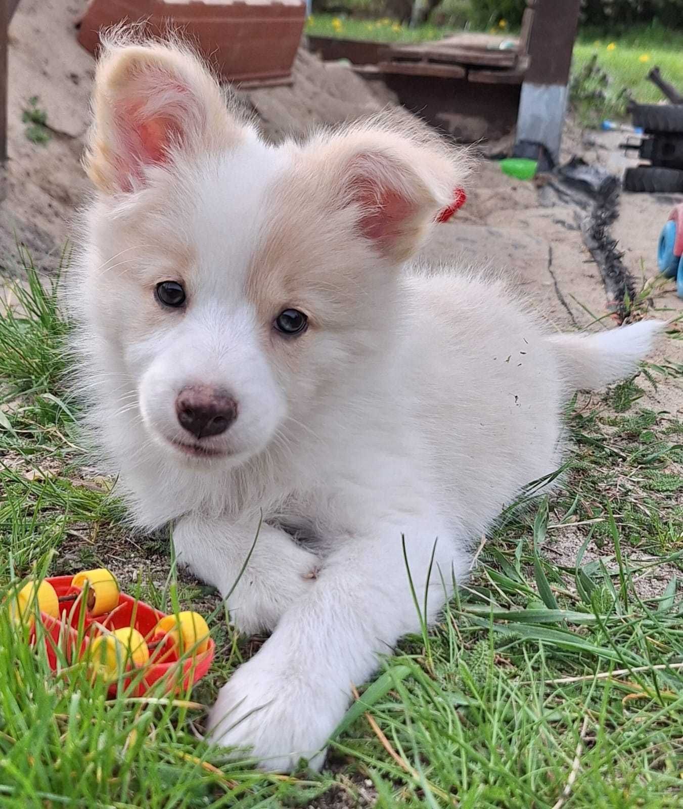 BORDER COLLIE SUCZKA SZCZENIĘ ZKwP FCI ee-red, z metryką, badanie oczu