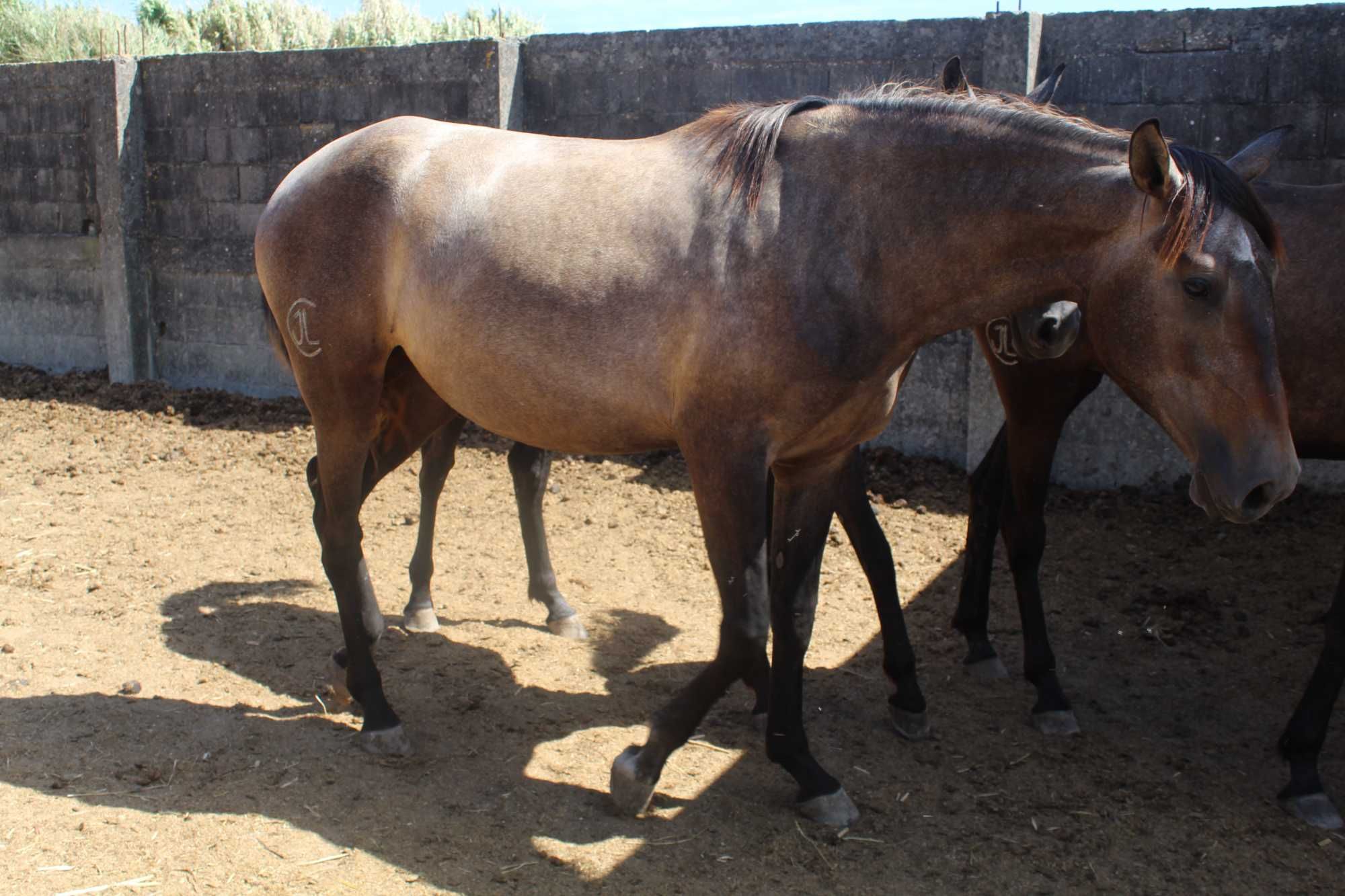 Poldra Lusitana pura
