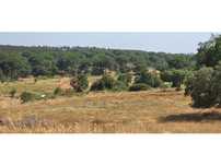 Herdade com 87 Hectares com Sobreiros, Eucaliptos, Pinheiros Mansos...