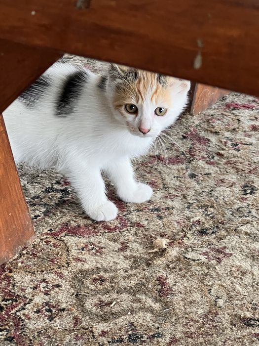 Oddam trójkolorową kotkę