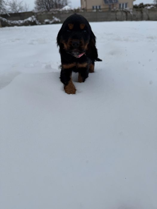 Cocker Spaniel Angielski