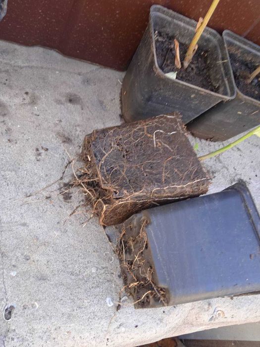 Верба Хакуро Нішики