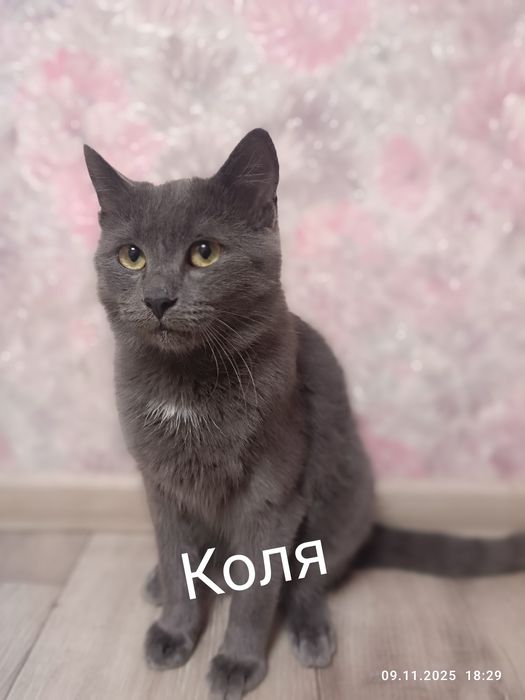 отдам котят в хорошие руки