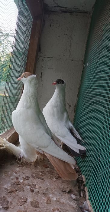 Krymka Polska mlode i stare lub wymienię na parę wiedenskich