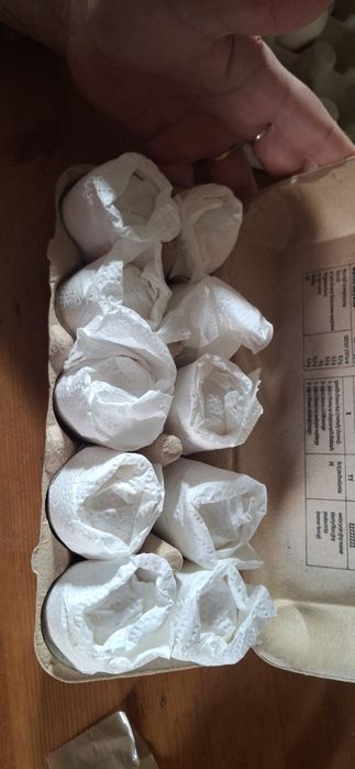 Ayam Cemani Szybka realizacija