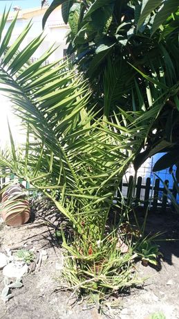 Vendo palmeira de jardim