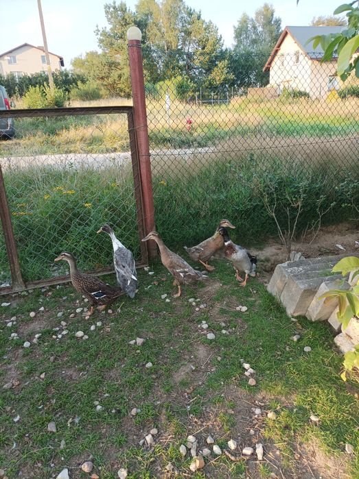 Sprzedam kaczki kaczka