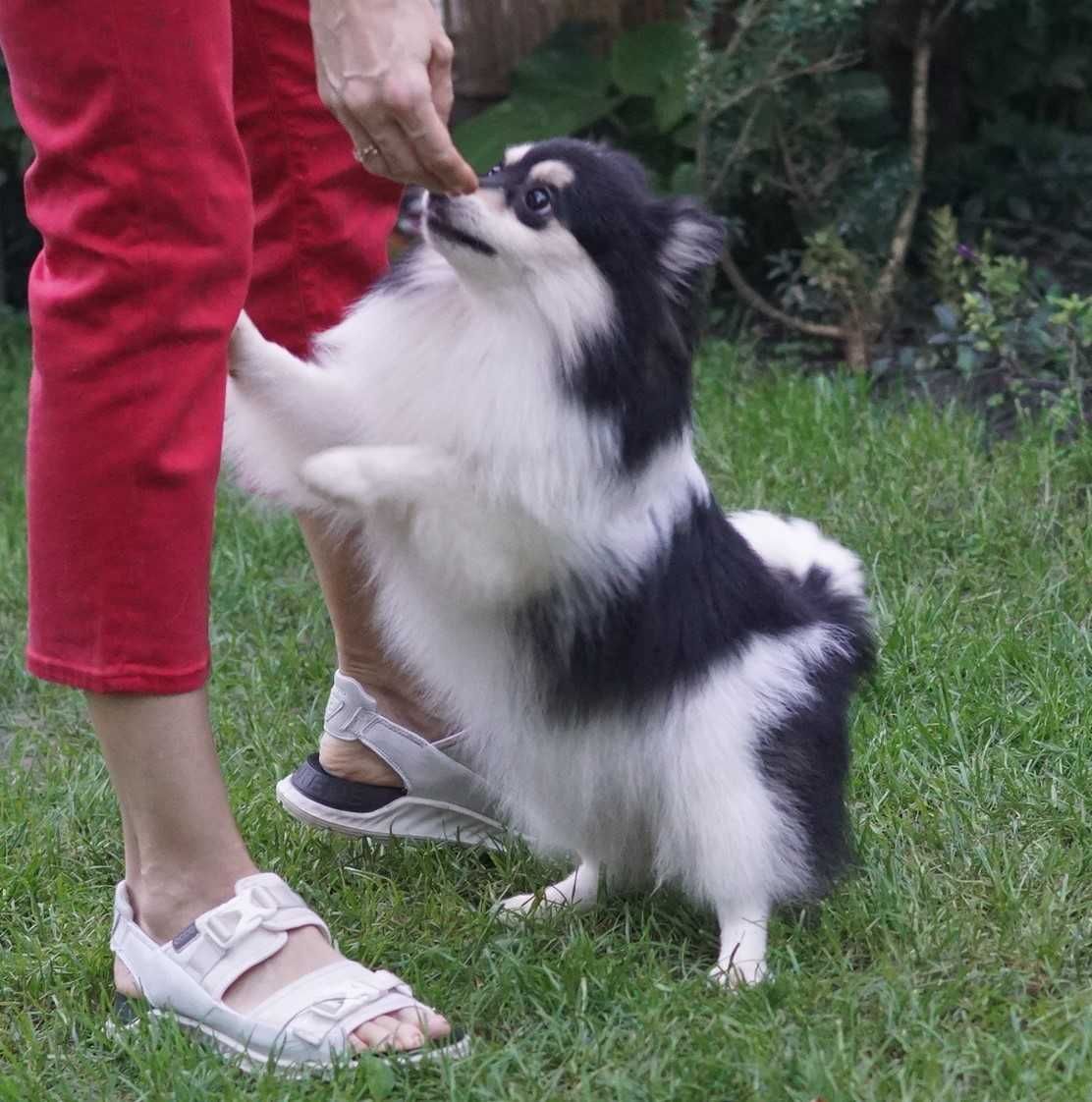 Tricolor подрощенная самочка немецкого шпица из Киева