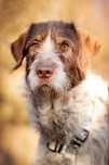 Herman w typie wyżła do adopcji 1,5 roku