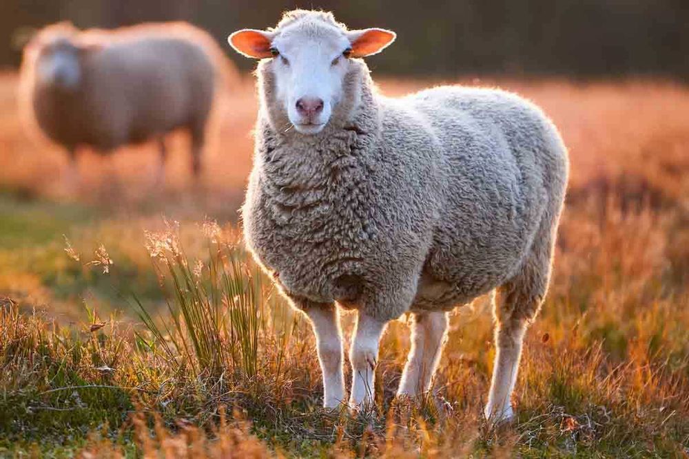 Sprzedam Owce Merynos