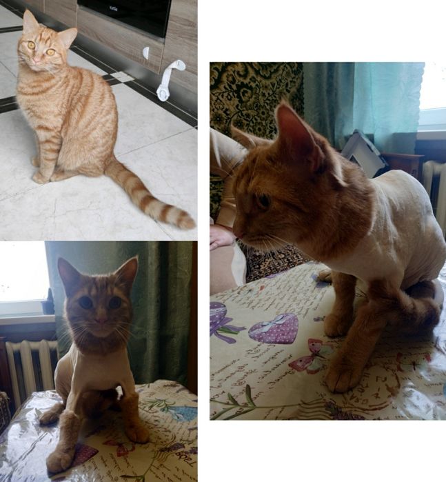 Стрижка котов (грумминг) 400грн. ЗАПИСЬ В ВАЙБЕР!)