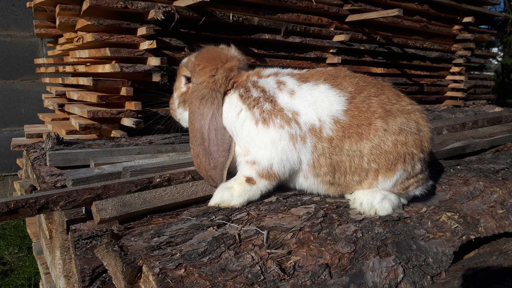 KRÓLIK Samiec BFŻsr.