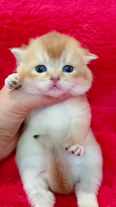 Дуже гарний котик золота шиншила. Шотландський прямовухий