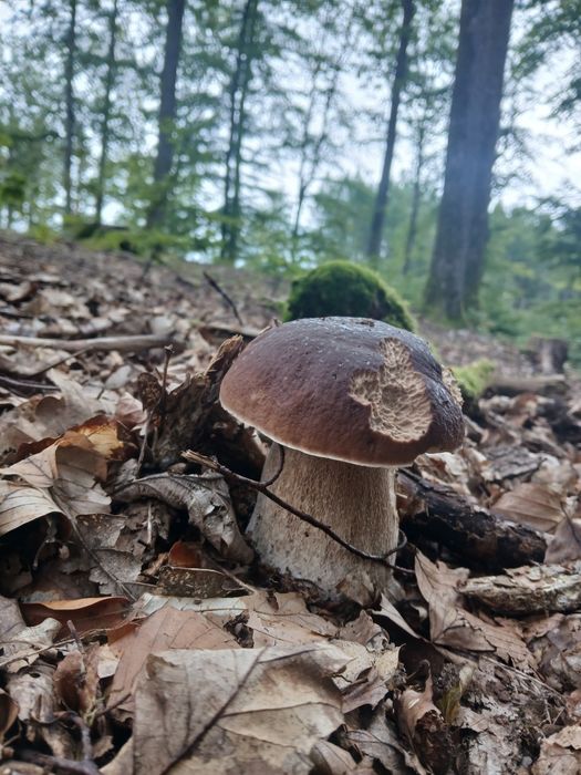 Grzyby suszone borowik kapelusze