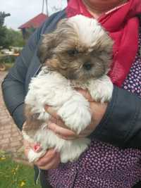 Shih tzu szczeniaczek