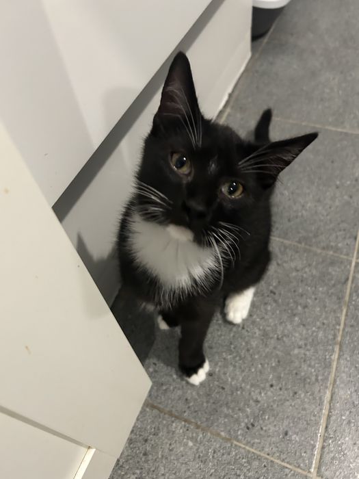 Kocurek Cyryl szuka domku