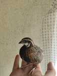codorniz arlequim