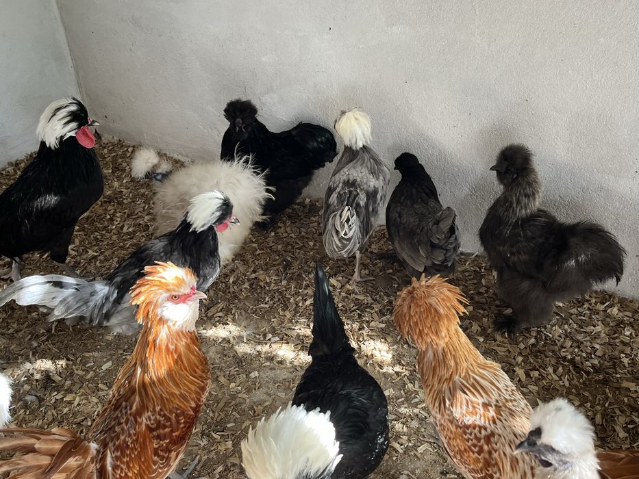 Sedosas do Japao, Paduanas e Holandesas Monuda