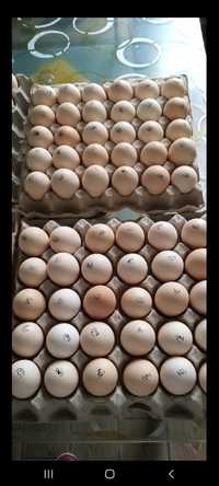 Яйце інкубаційне Бройлер Угорщина