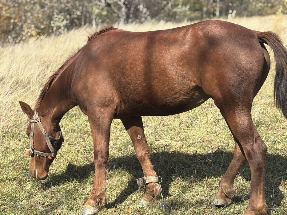 Кобила молода робоча продається