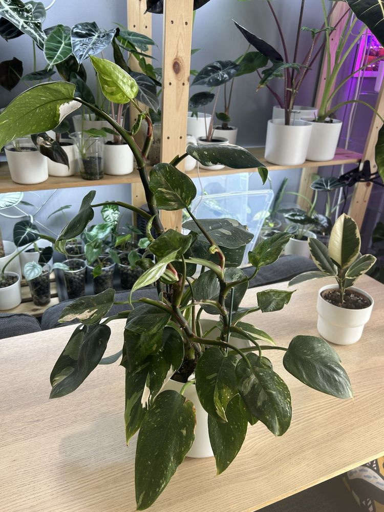 Philodendron White Knight