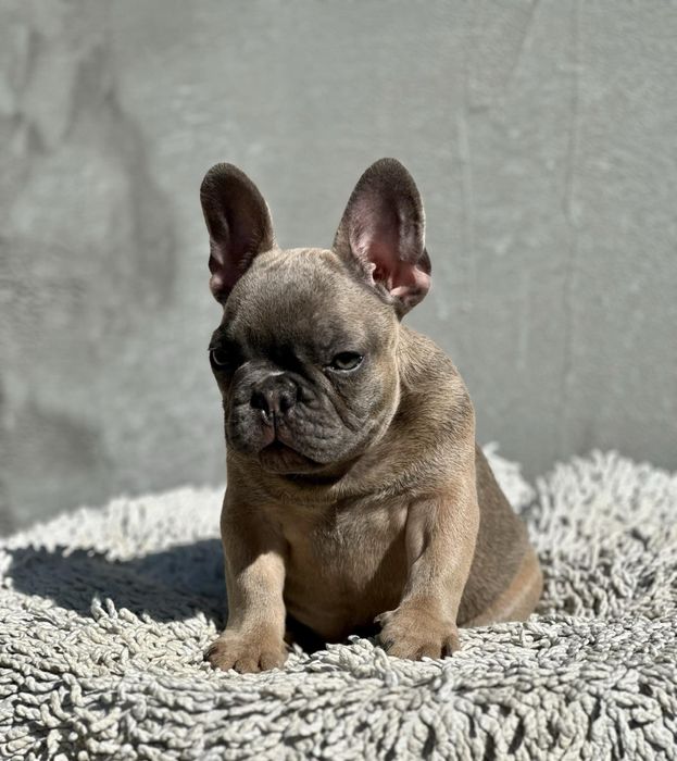 Супер французики с документами