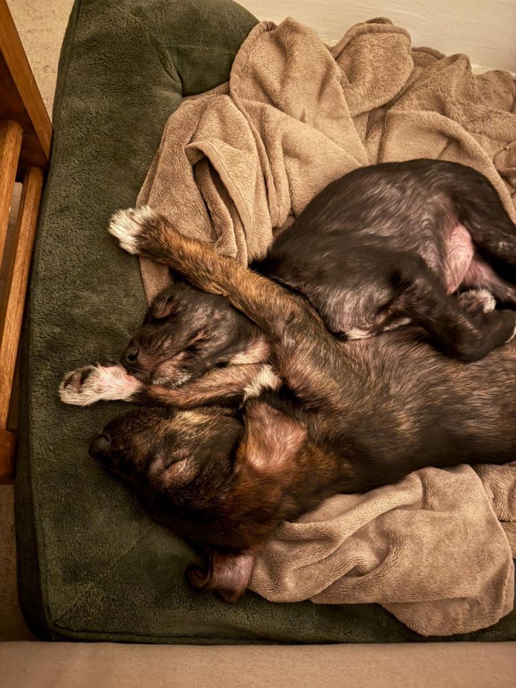 4 cachorros para adoção responsável