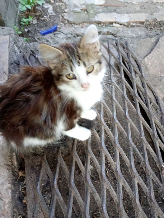 Отдам пушистых котят-мышеловов в хорошие руки!