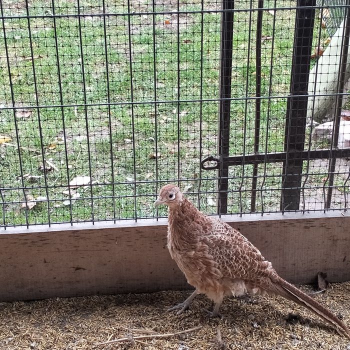 Bażanty łowne i srebrzyste.