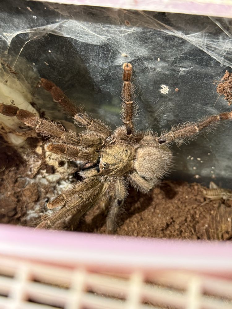 Ptaszniki Hodowla