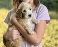 Irishdoodle&Goldendoodle - Badania genetyczne