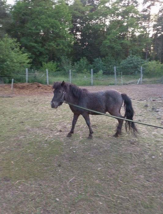 Sprzedam 2 letniego konia kuc ogier