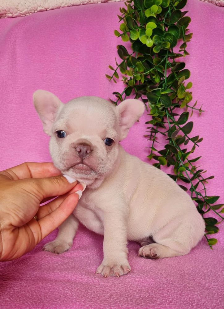 Excecional macho Bulldog/Bouledogue Francês de Qualidade