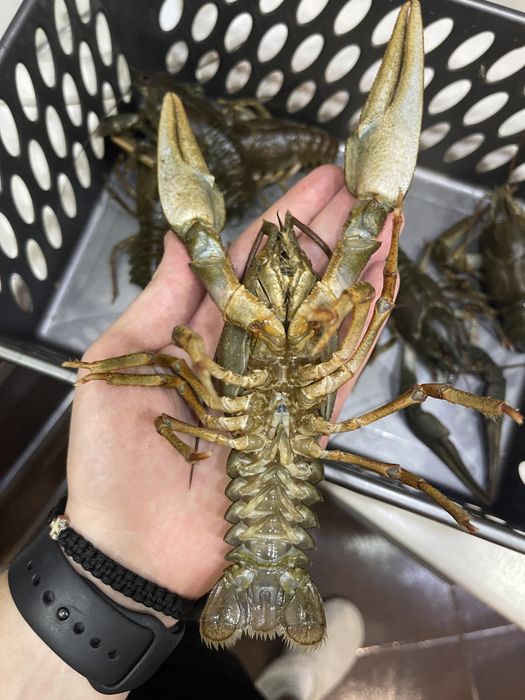 Живые раки Запорожье. 6 видов варки раков. Лушчие раки в городе !