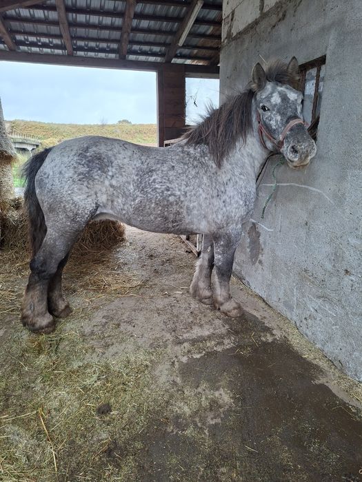 Sprzedam klacz zimnokrwistą