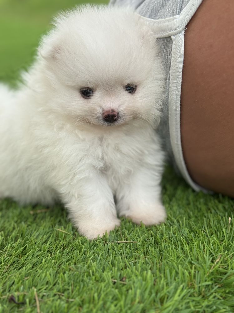 Lulu da Pomerania