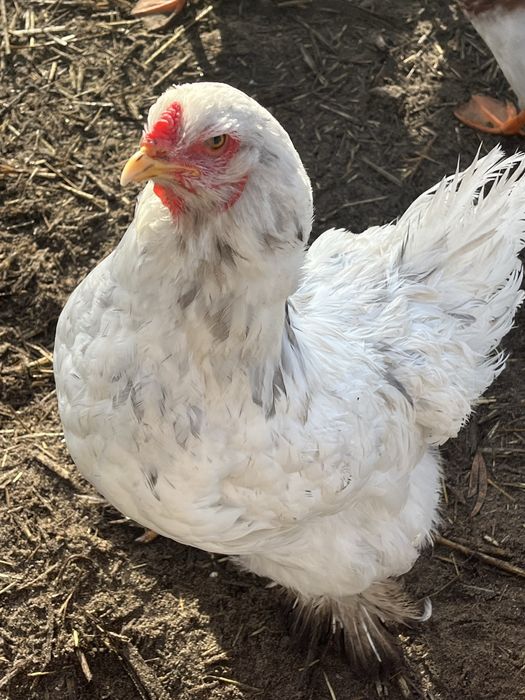 Duas femeas brahma splash