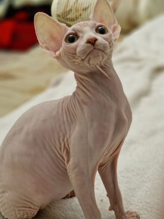 Породні котята Канадского Сфінкса та Ельфи готові їхати додому.