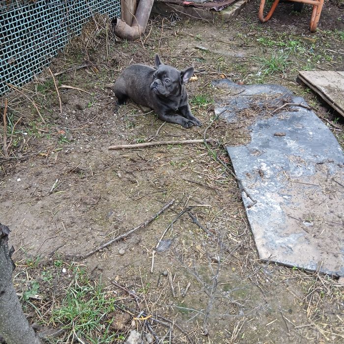 Голубые француженки 6 мес