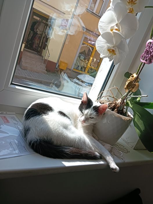 oddam w dobrze rece kotke lusię