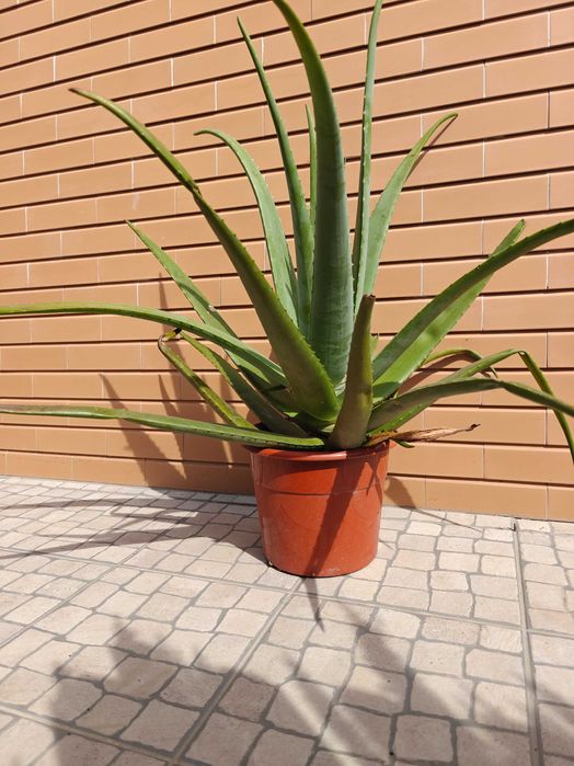 Planta aloé vera
