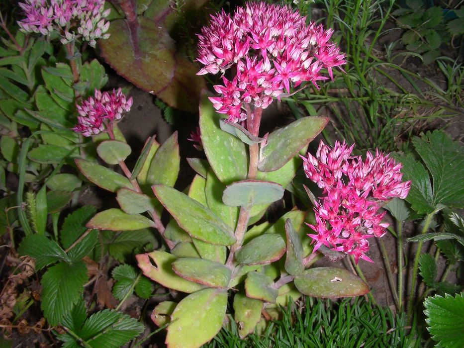 Садовые растения суккуленты седум очитки эхеверии молодило