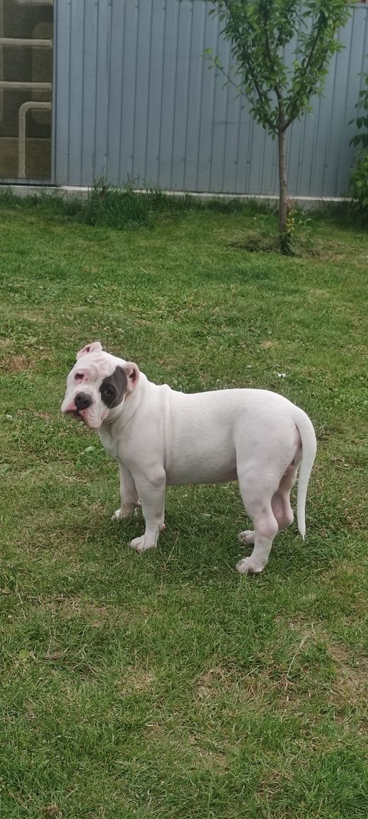 American bully standard Амбулли щенки ambully puppy