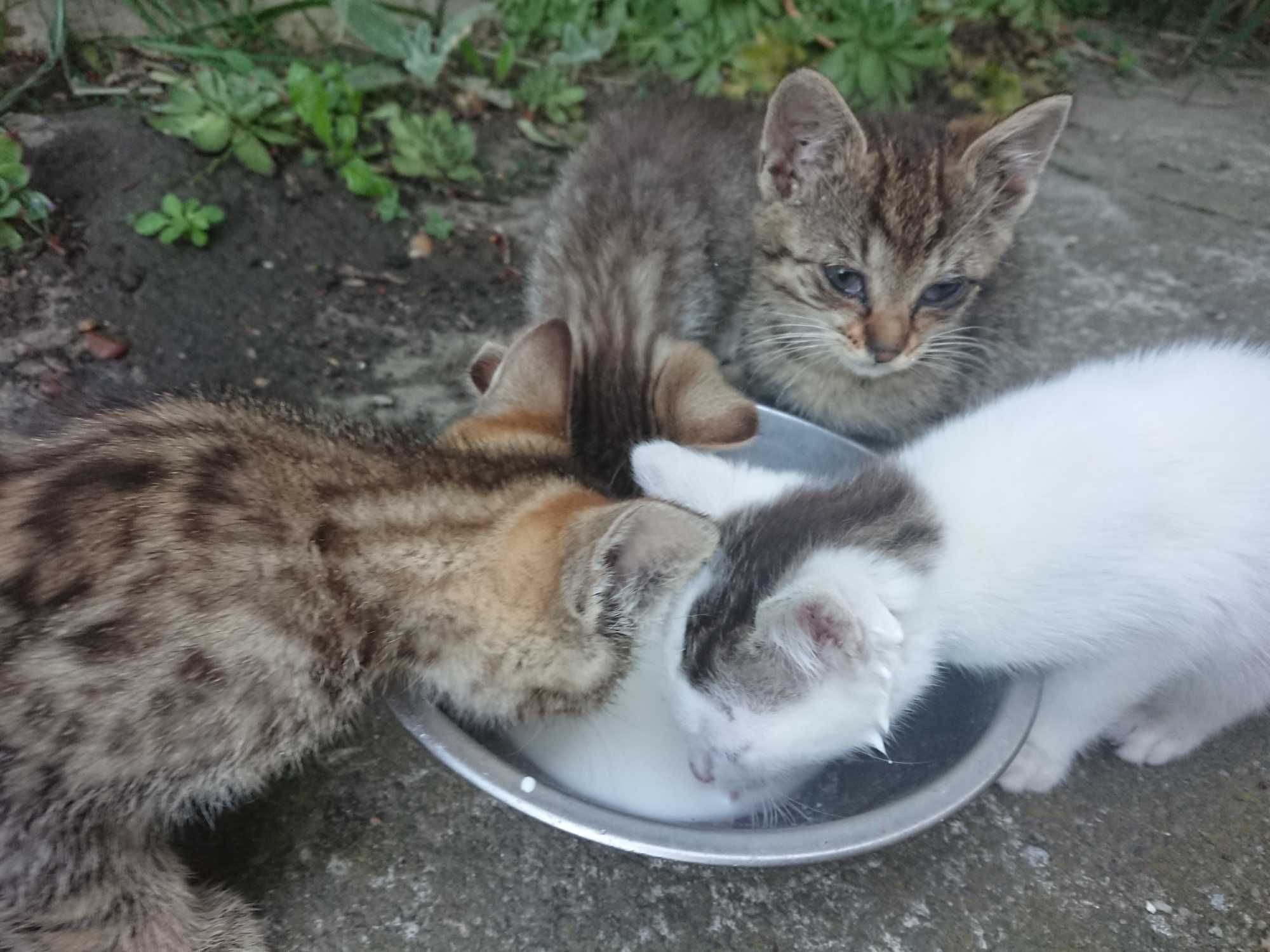 Kotki, koty, ODDAM w dobre ręce